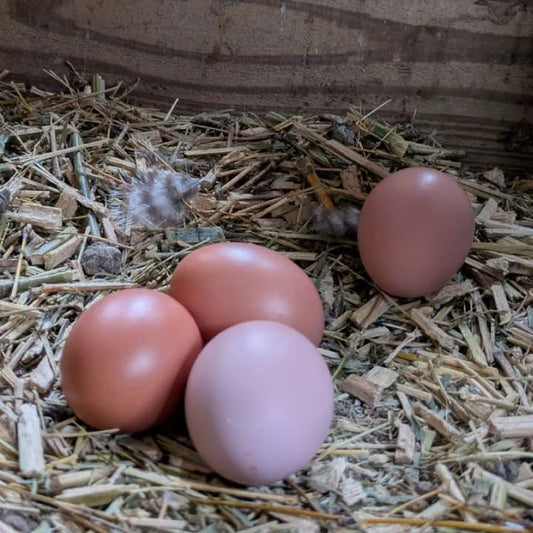畑で暮らす鶏の 「平飼い卵」（配送）